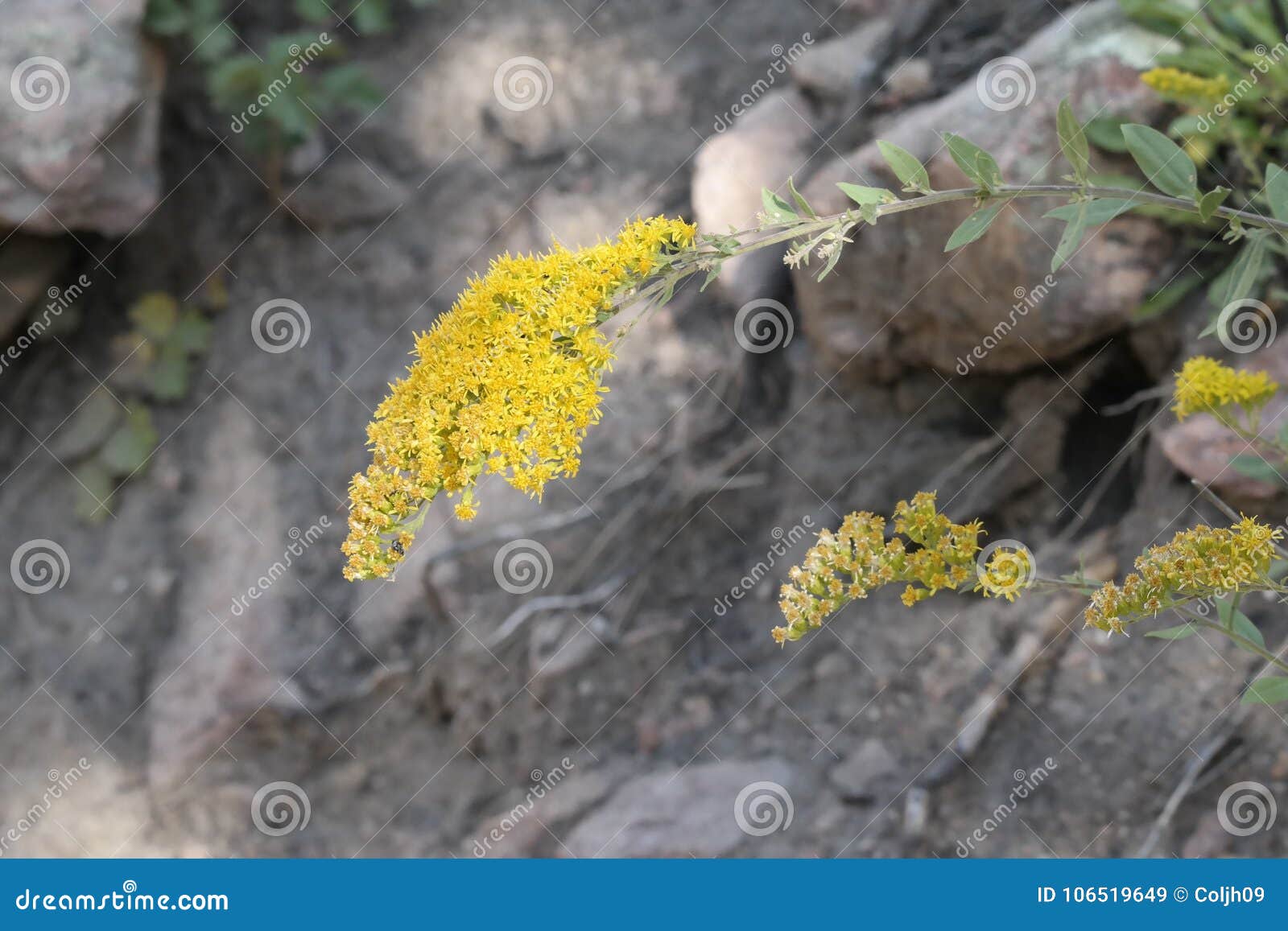 Rocky Mountain Goldenrod Stock Image Image Of Medicinal 106519649