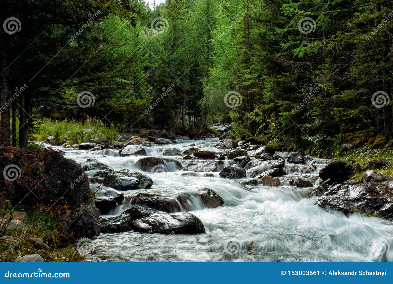 Rocky Mountain River Among The Pine Trees. Beautiful Fast ...