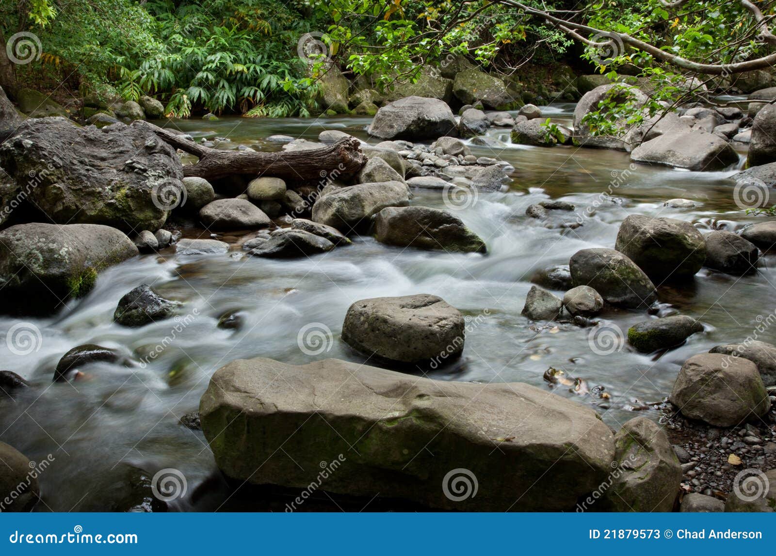 River Water in Forest, Rocky River Side Stock Photo - Image of grass,  scenery: 165302448