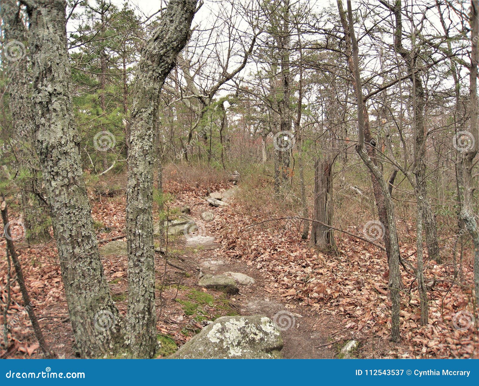 rocky trail at hanging rock state park