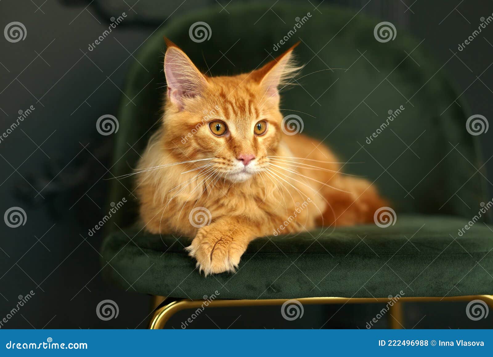 Rode Fluffy Maine Coon Kat Op Een Groene Fluwelen Stoel Stock Foto ...