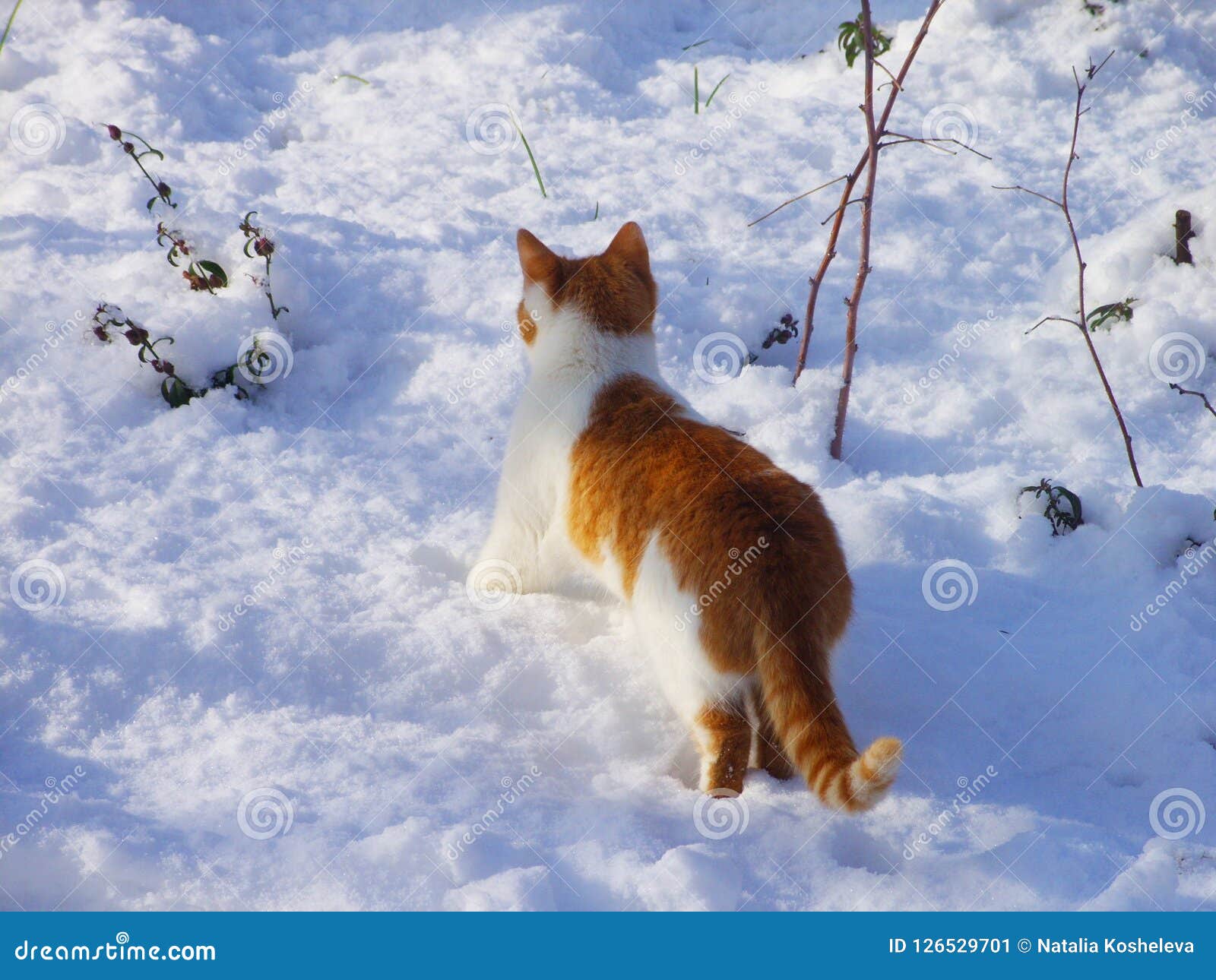 Rode Kat Op De Sneeuw Stock Afbeelding. Image Of Over - 126529701