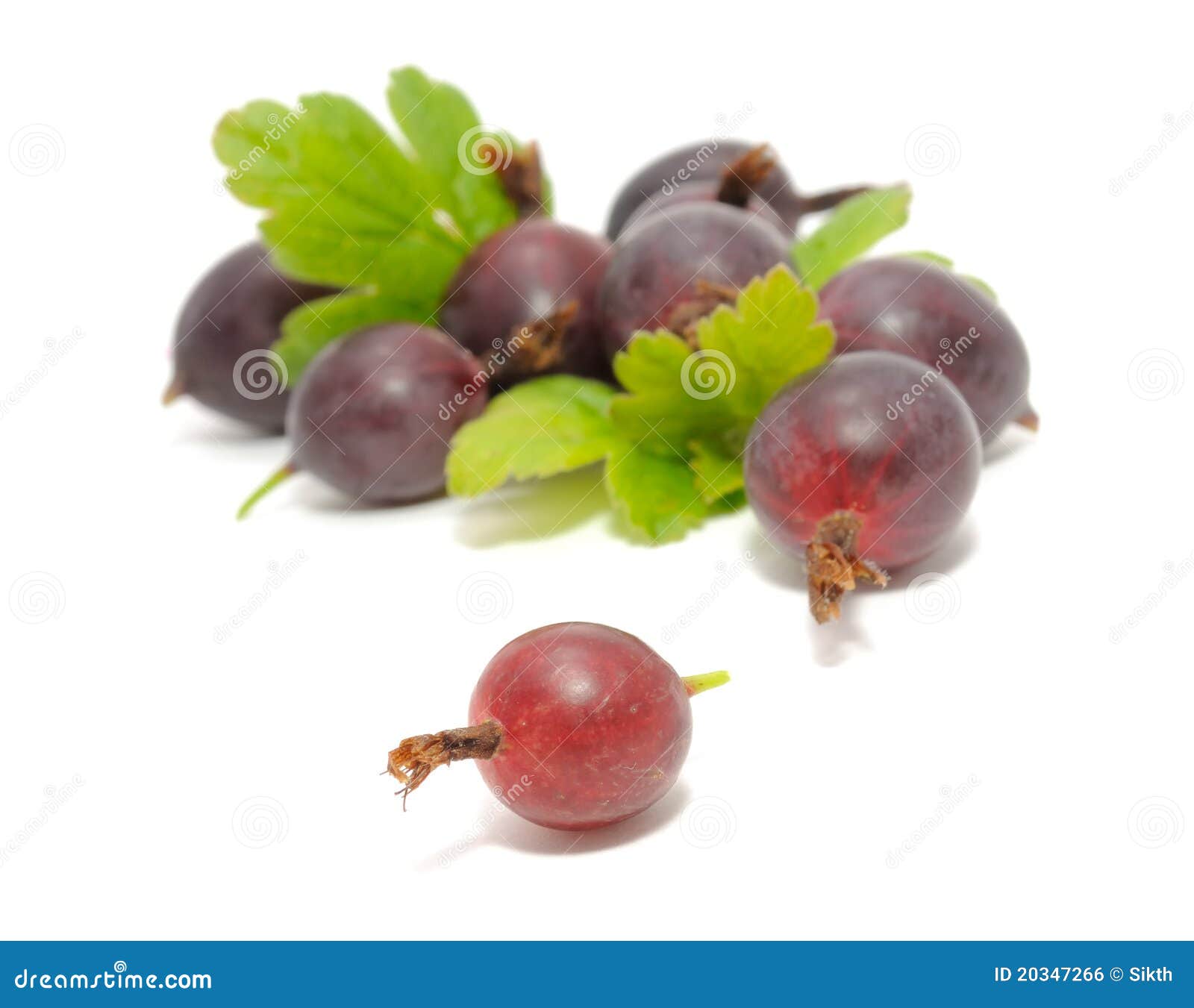 Rode Kruisbessen Met Bladeren Stock Foto Image of oogst, bessen 20347266