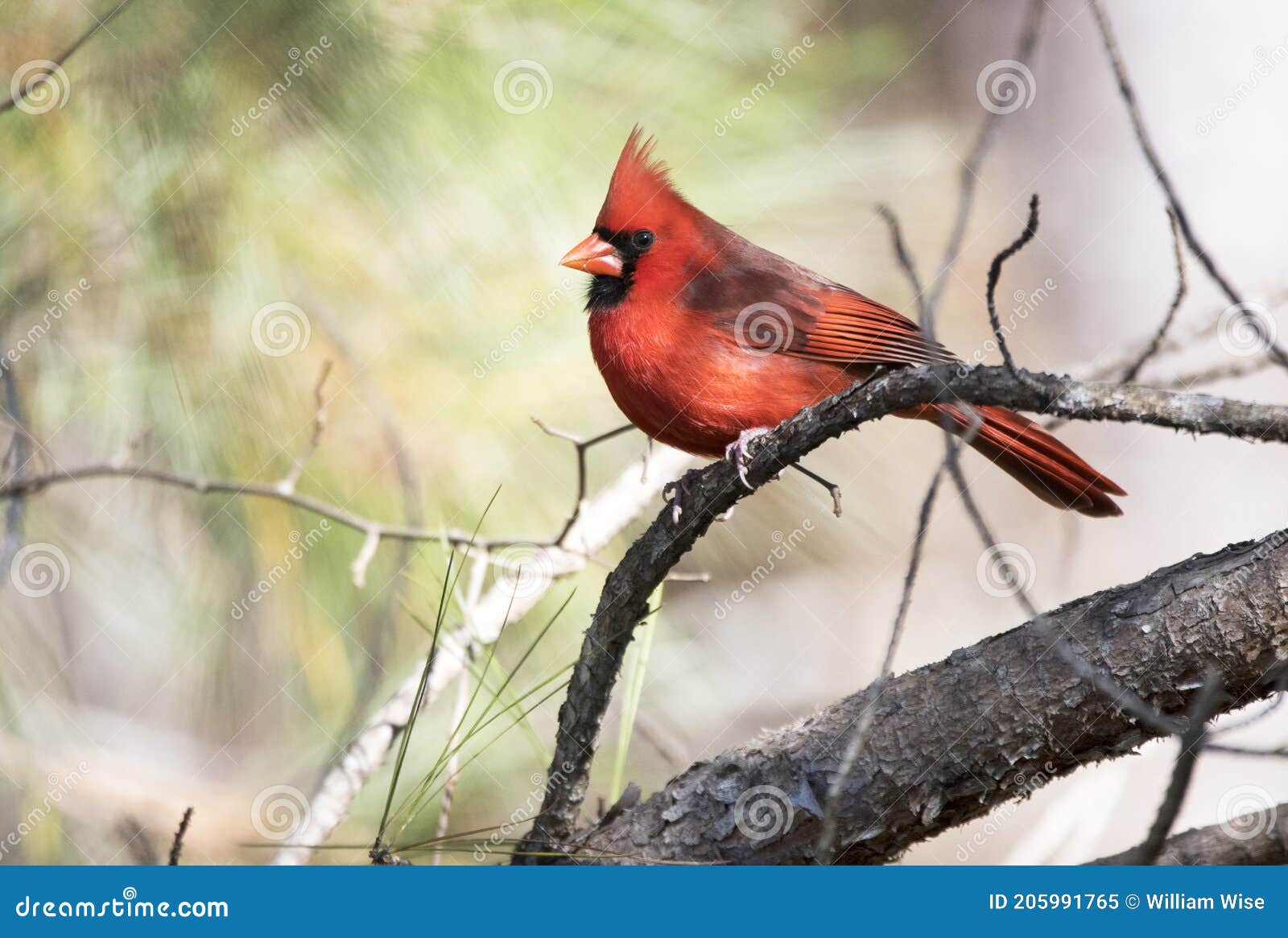 Rode mannelijke noordelijke kardinaal vogel die op een pijnboomtak zit