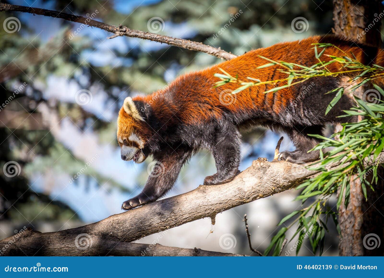 Rode panda stock afbeelding. Image of gevangene, groen - 46402139