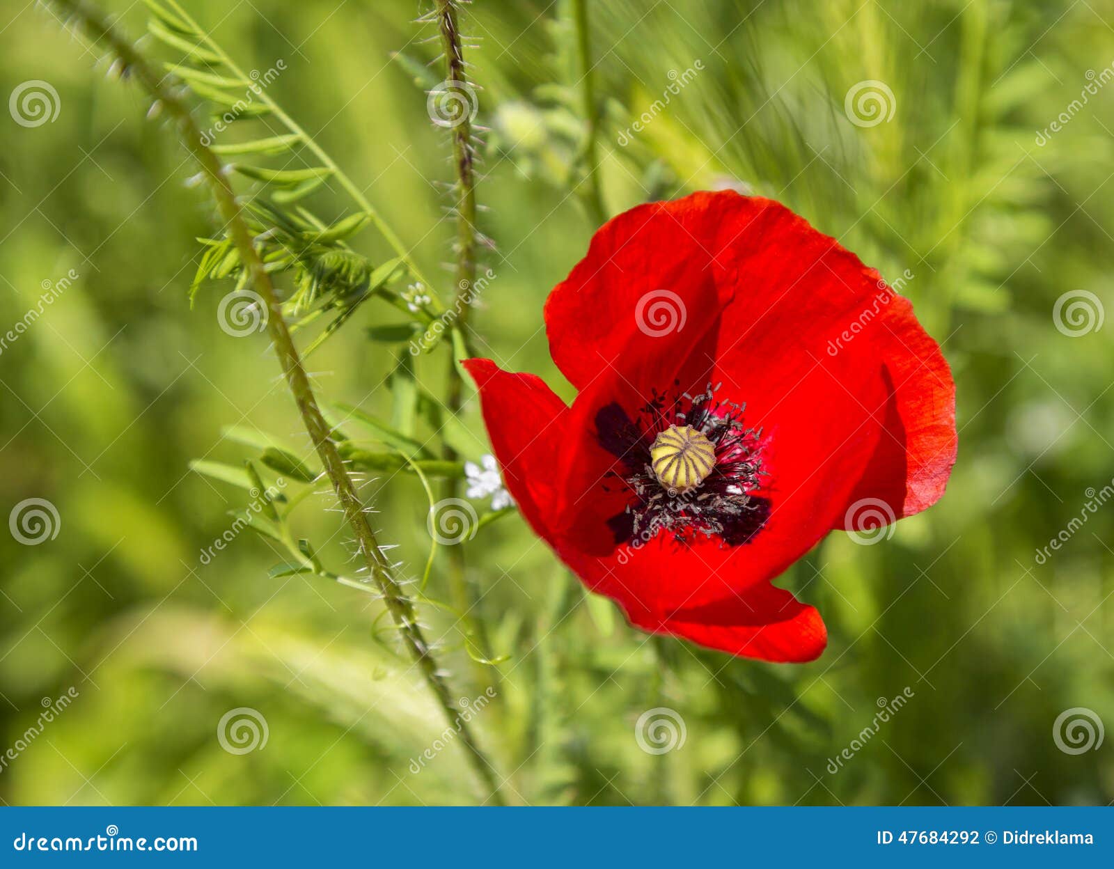 Rode papaverbloem. Close-up van een papaverbloem