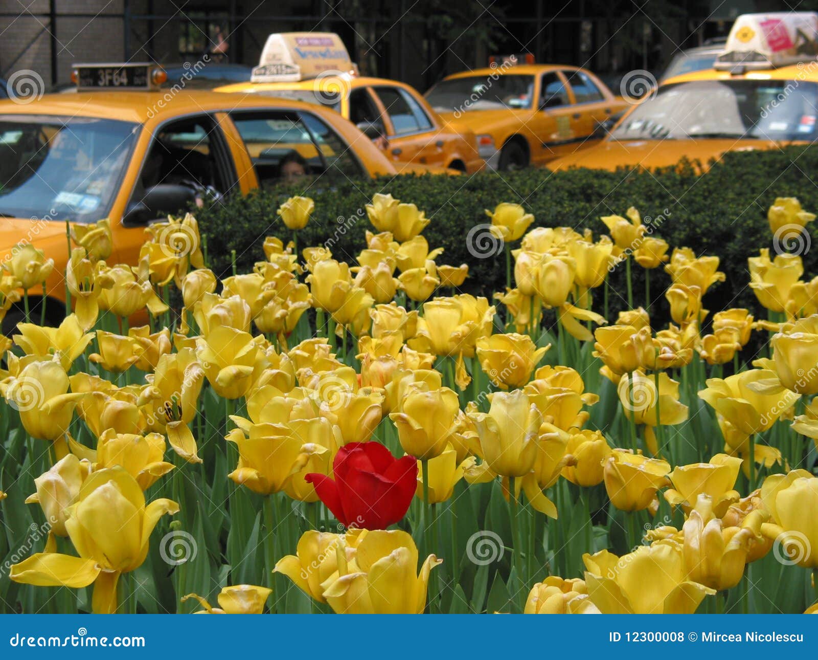 Rode tulp &amp; gele cabines. Een rode tulp onder gele tulpen op de Weg van het Park, New York