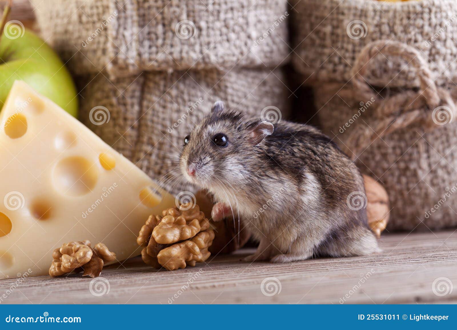 rodent heaven - hamster or mouse in the pantry