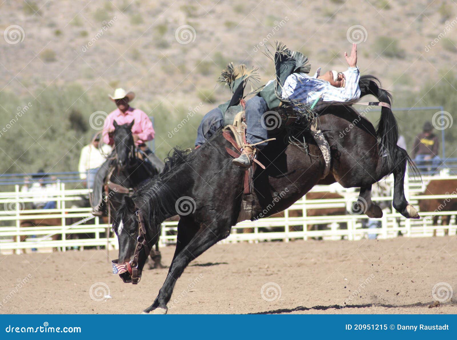 Rodeo Bucking Bronc Rider editorial image. Image of county 20951215