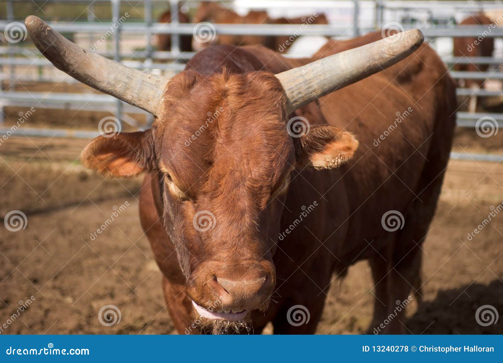 rodeo bull