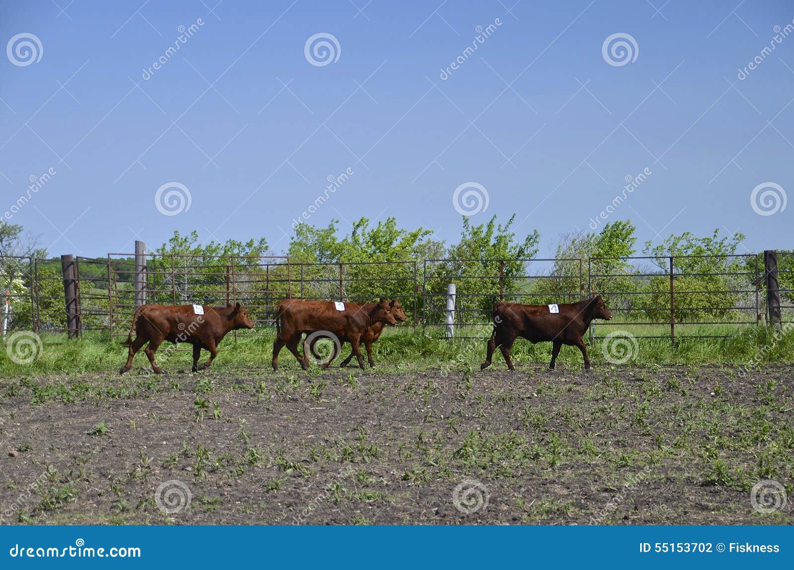 rodeo cattle running in corral