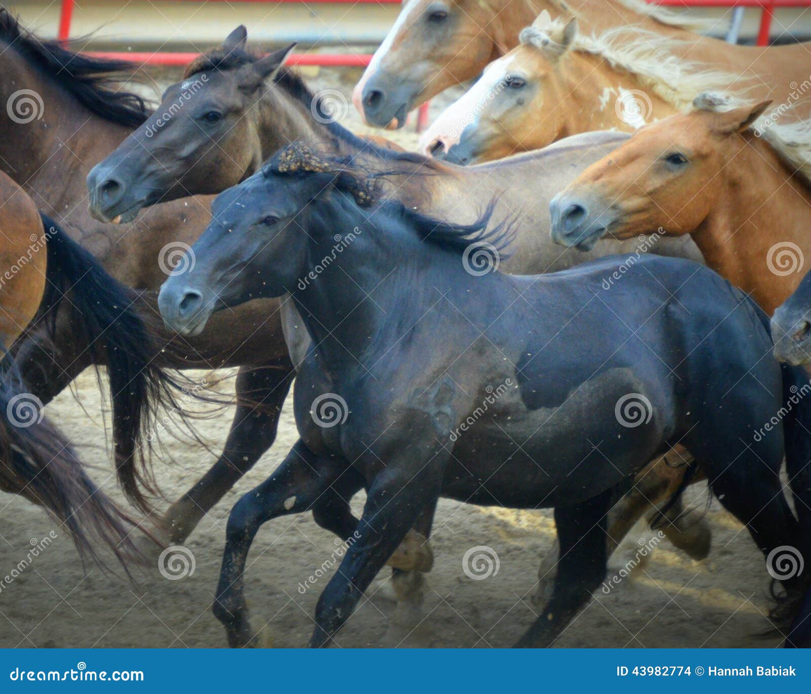 rodeo horses running