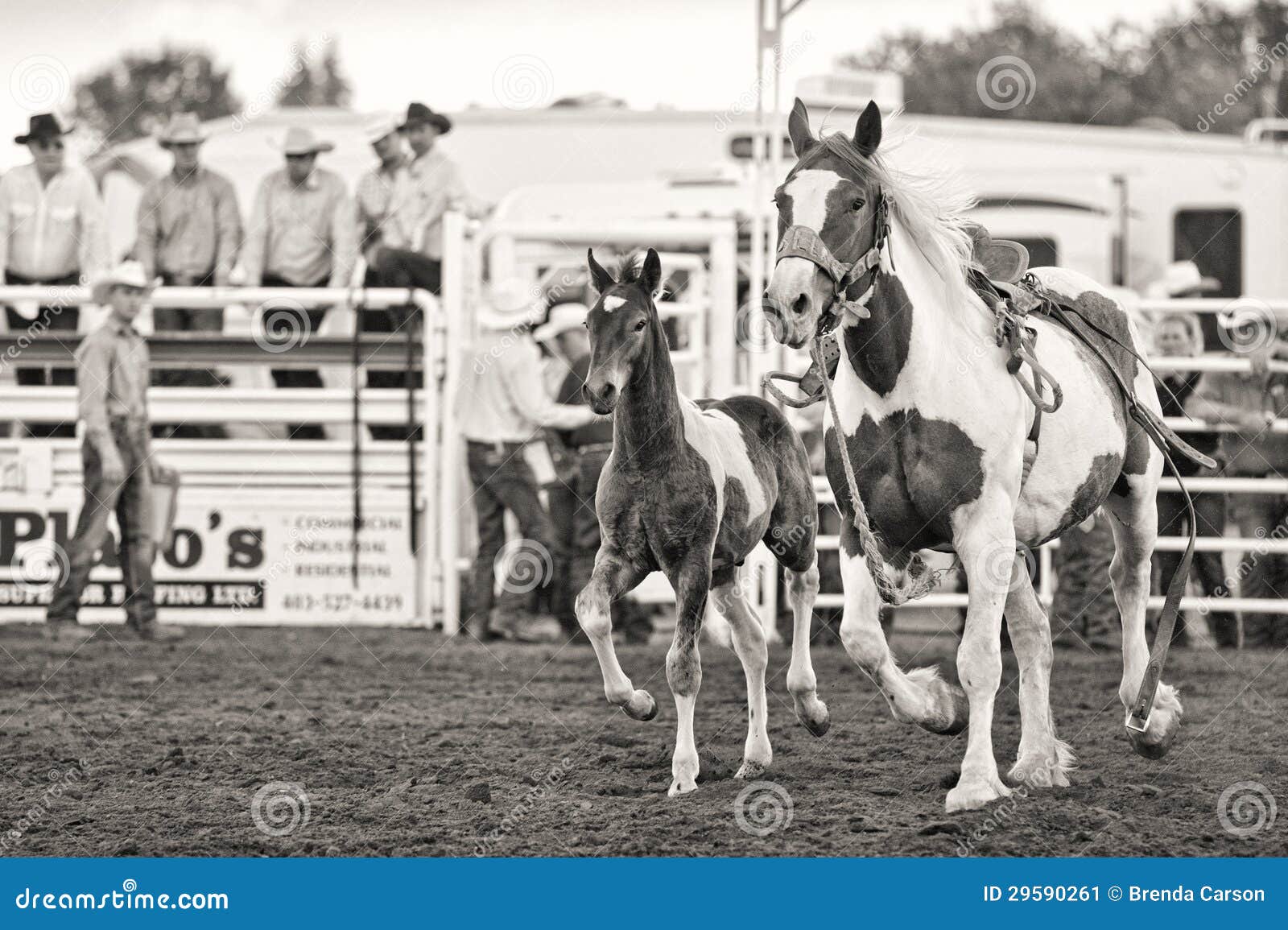 Rodeo-Pferd mit Fohlen. Ein Rodeopferd mit dem Fohlen, das in Jobstepp innerhalb des Ringes trottet. Schwarzweiss. Redaktionell. Medizin-Hut-Ansturm 2012