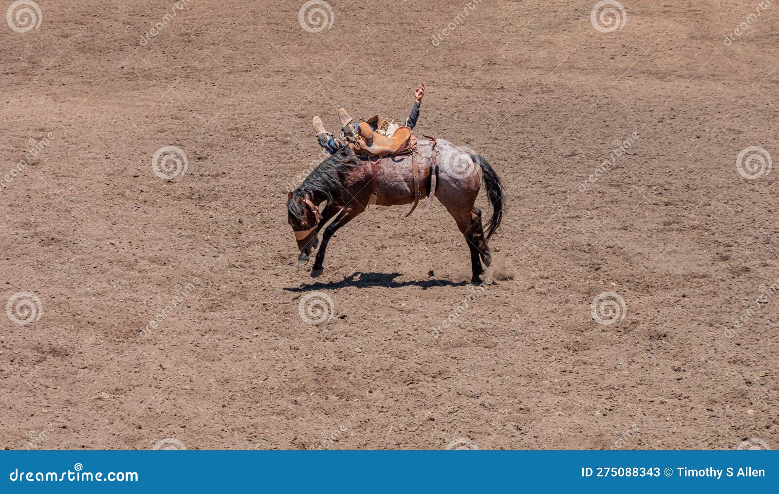 Bucking Bronco Rider Holding On As The Horse Bucks And Kicks To Try To  Dismount The Rider Several Cowboys Are In The Chute Area Watching Stock  Photo - Download Image Now - iStock