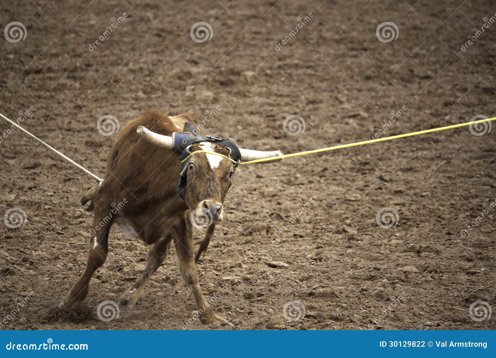 Team Roping stock photo. Image of horses, event, dirt 30129822