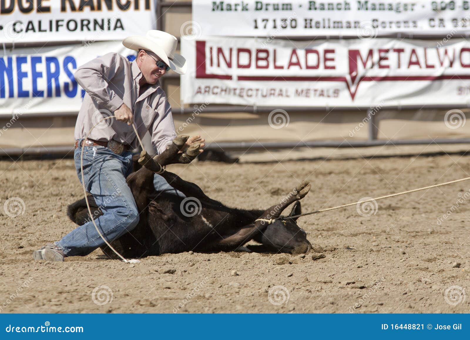 Rodeo Tie Down Roping Editorial Photo Image Of Boys