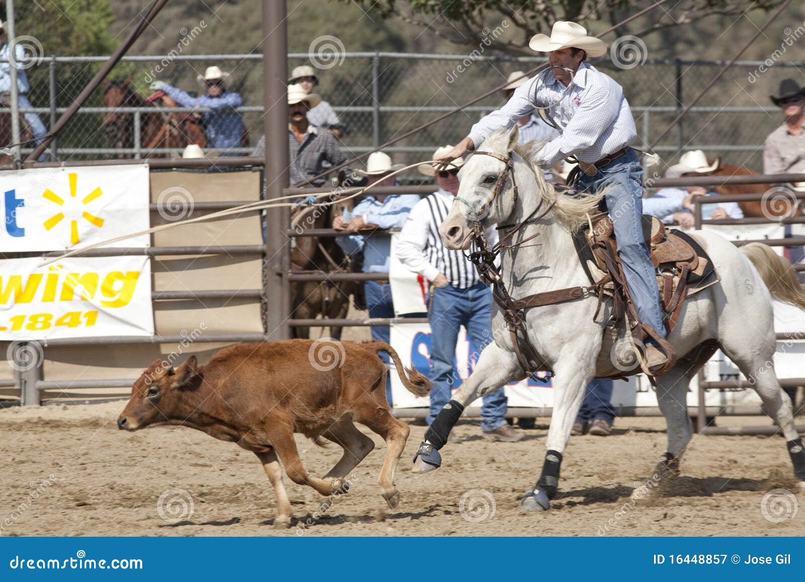 Rodeo Tie Down Roping editorial photography. Image of chasing 16448857