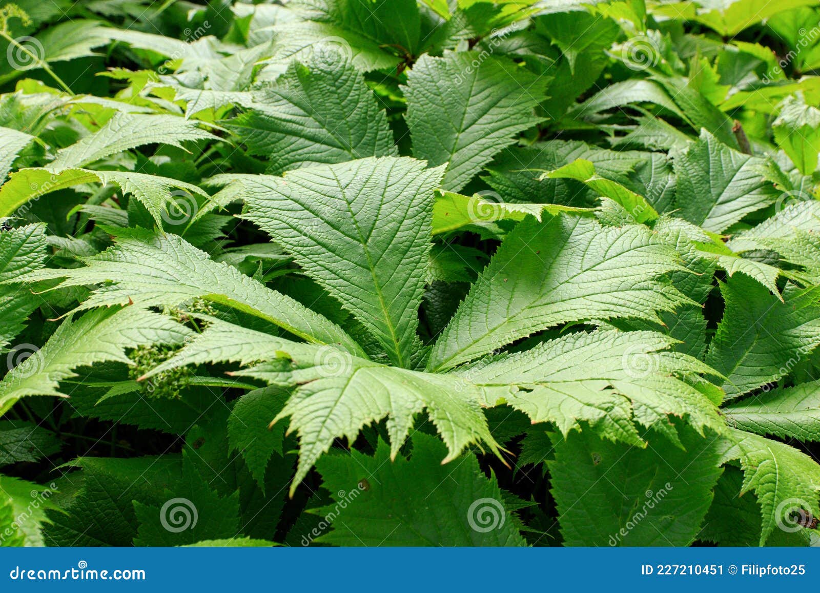 rodgersia podophylla