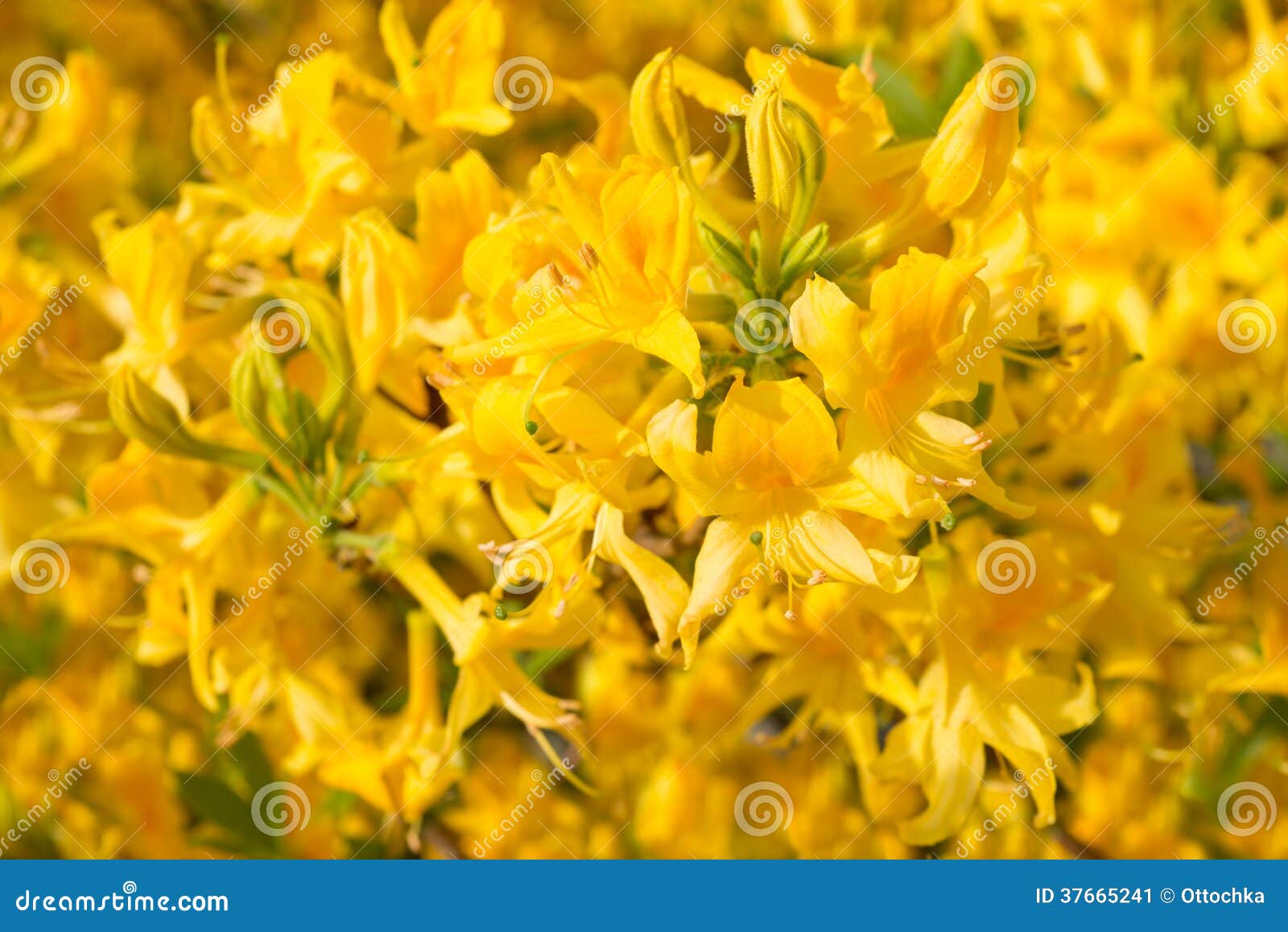 Palabra y Imagen - Página 34 Rododendro-amarillo-de-las-flores-37665241