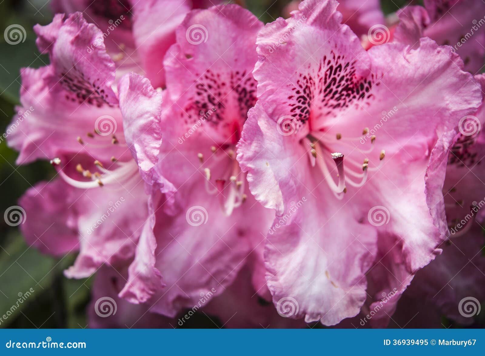 Rododendro rosa. Fiore rosa del rododendro in primavera.