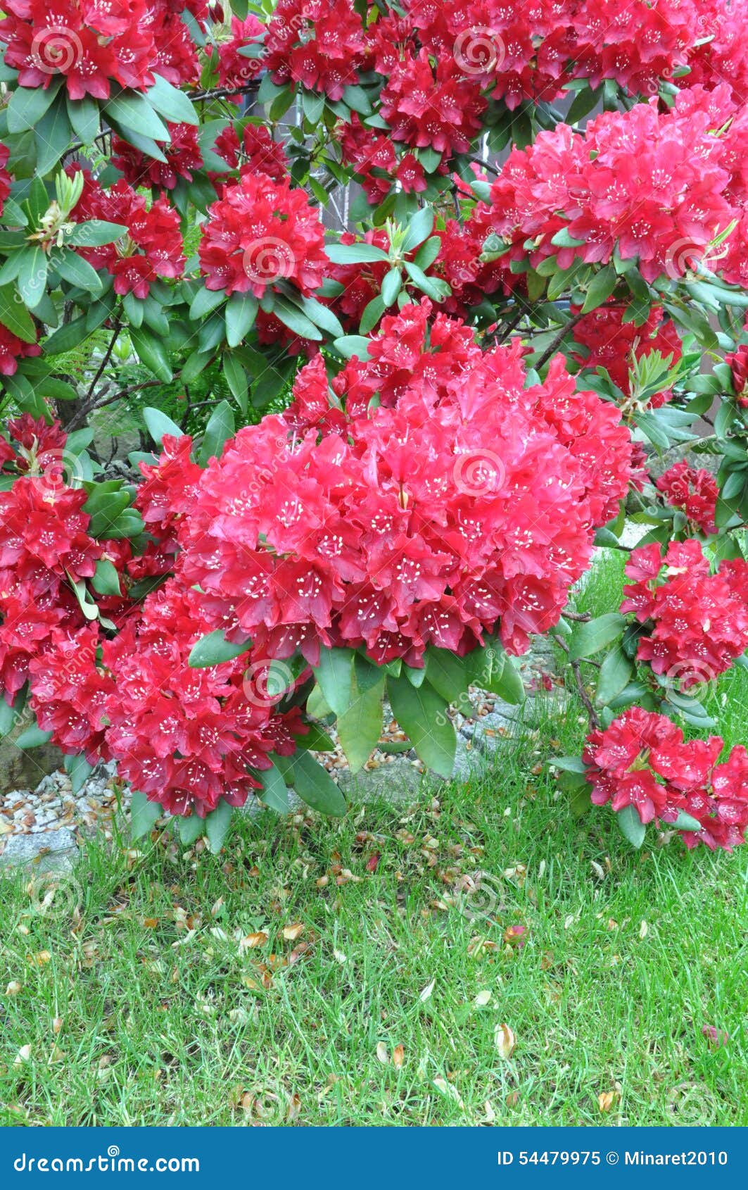 Rododendro Caucsico Propiedades Teraputicas Beneficiosas Rododendro Caucsico Propiedades Teraputicas Beneficiosas