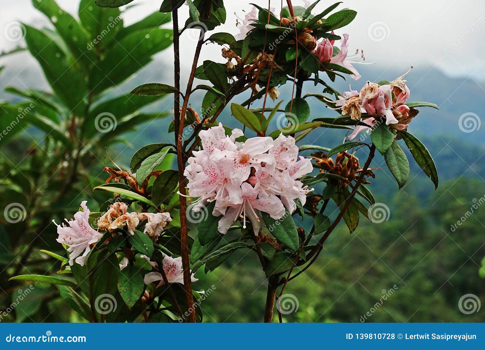 Rododendron 高山的 泰国开花植物库存照片 图片包括有rododendron 高山的 泰国开花植物