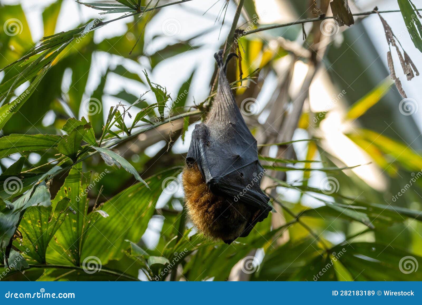 rodrigues fruit bat (pteropus rodricensis) hanging from a branch