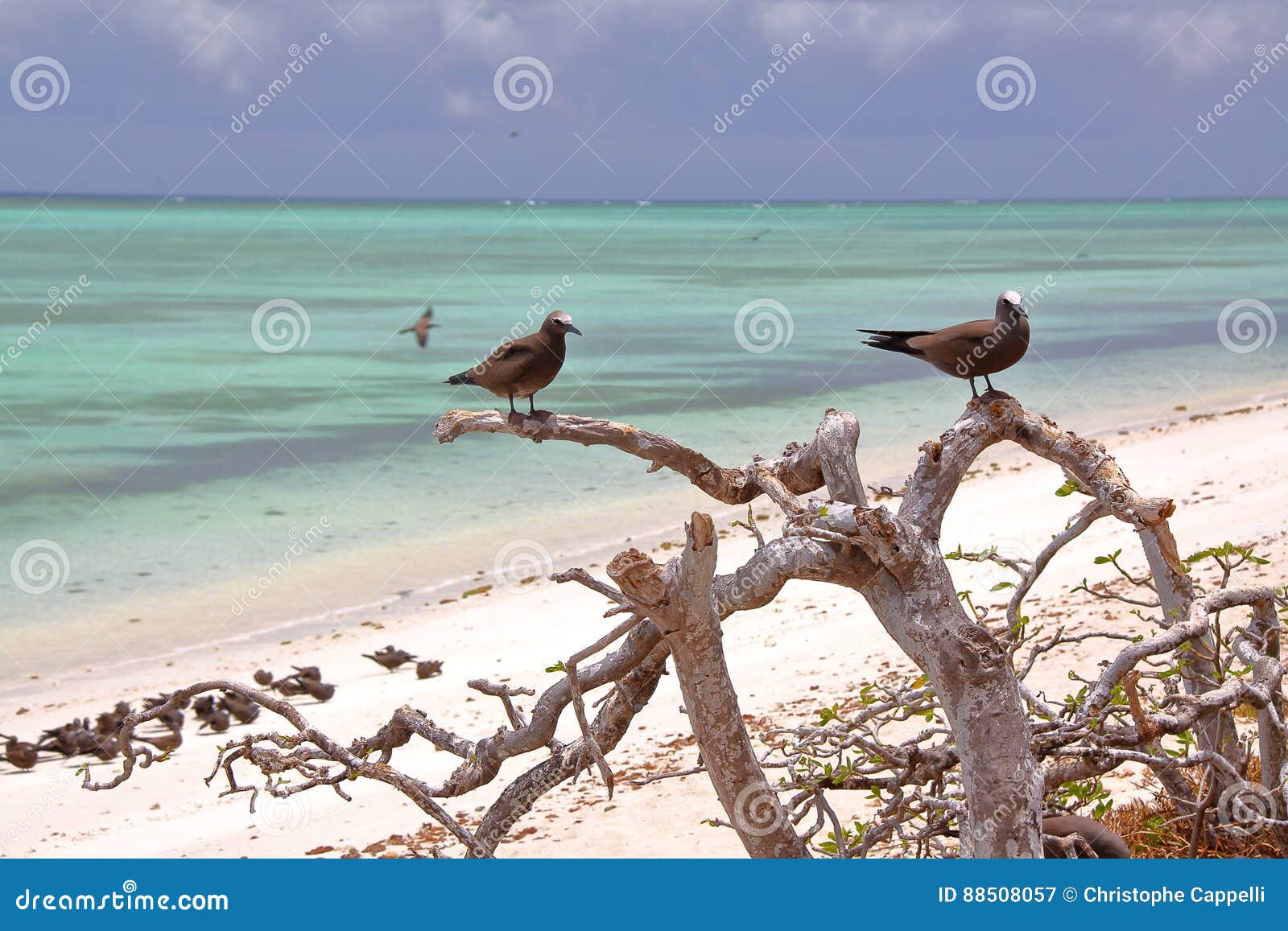 rodrigues island, mauritius: brown noddy anous stolidus at cocos island