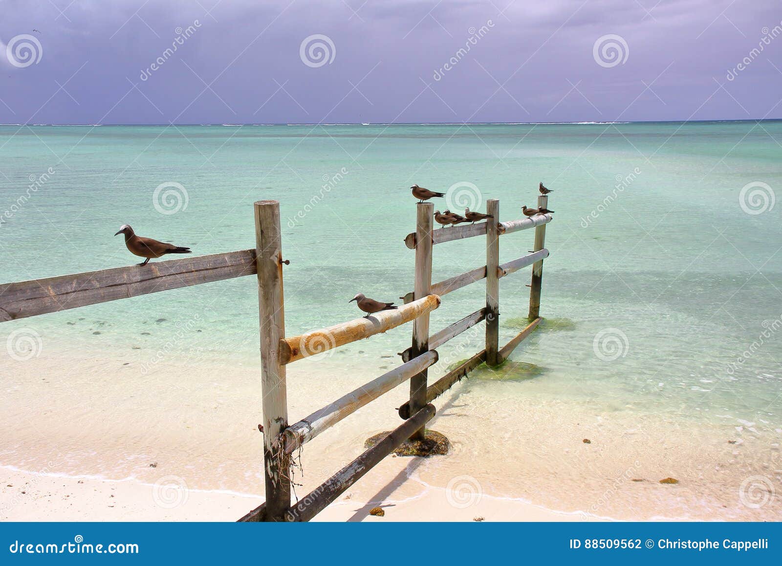 rodrigues island, mauritius: brown noddy anous stolidus at cocos island