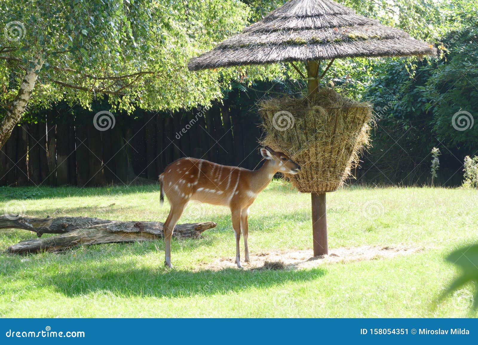 Roe-calf looking for eat stock image. Image of lovable - 158054351