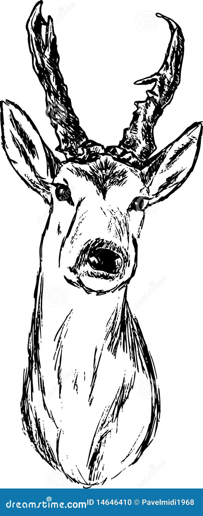 Roe-deer Vector Illustration | CartoonDealer.com #14646410