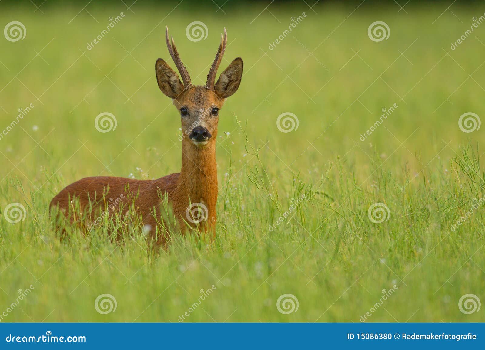 roe deer buck in buckwheat