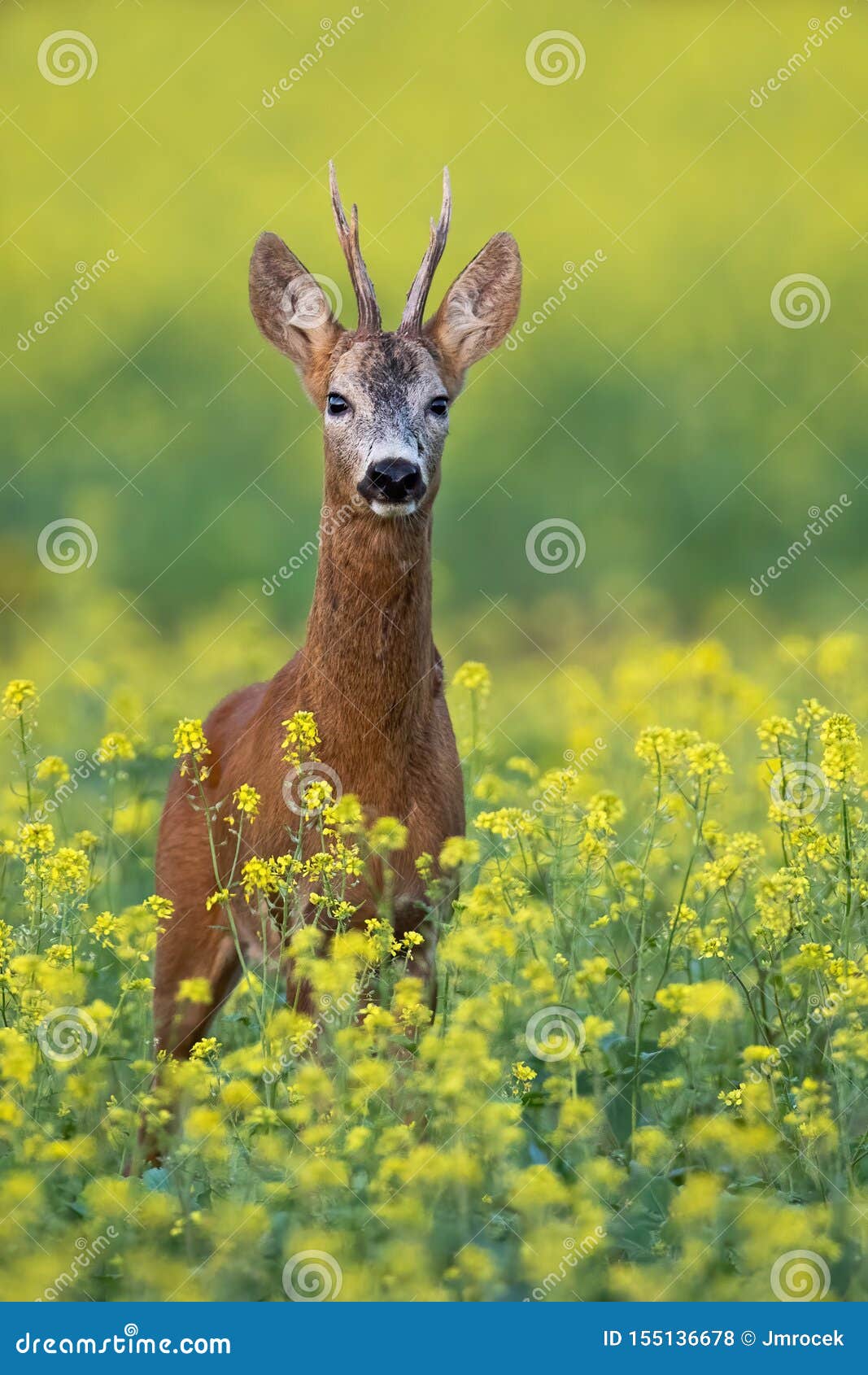 roe deer buck standing on a flowery rape field with yellow flowers in summer