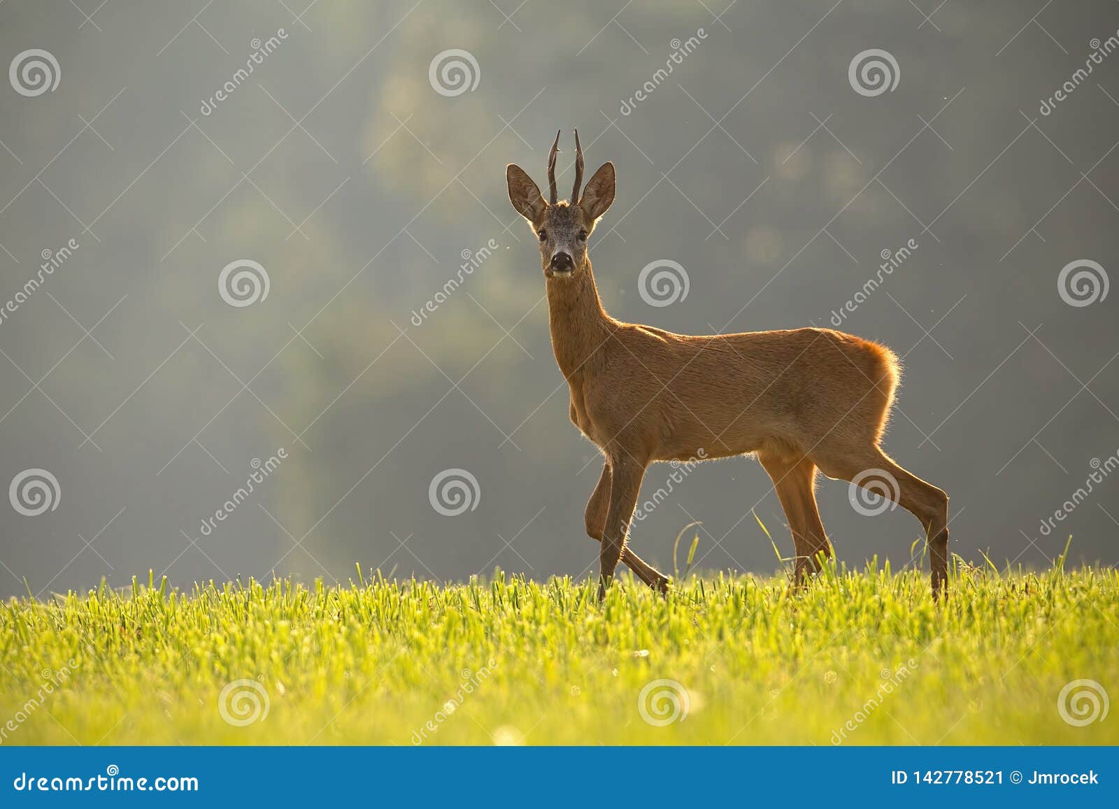 roe deer, capreolus capreolus, buck in summer.