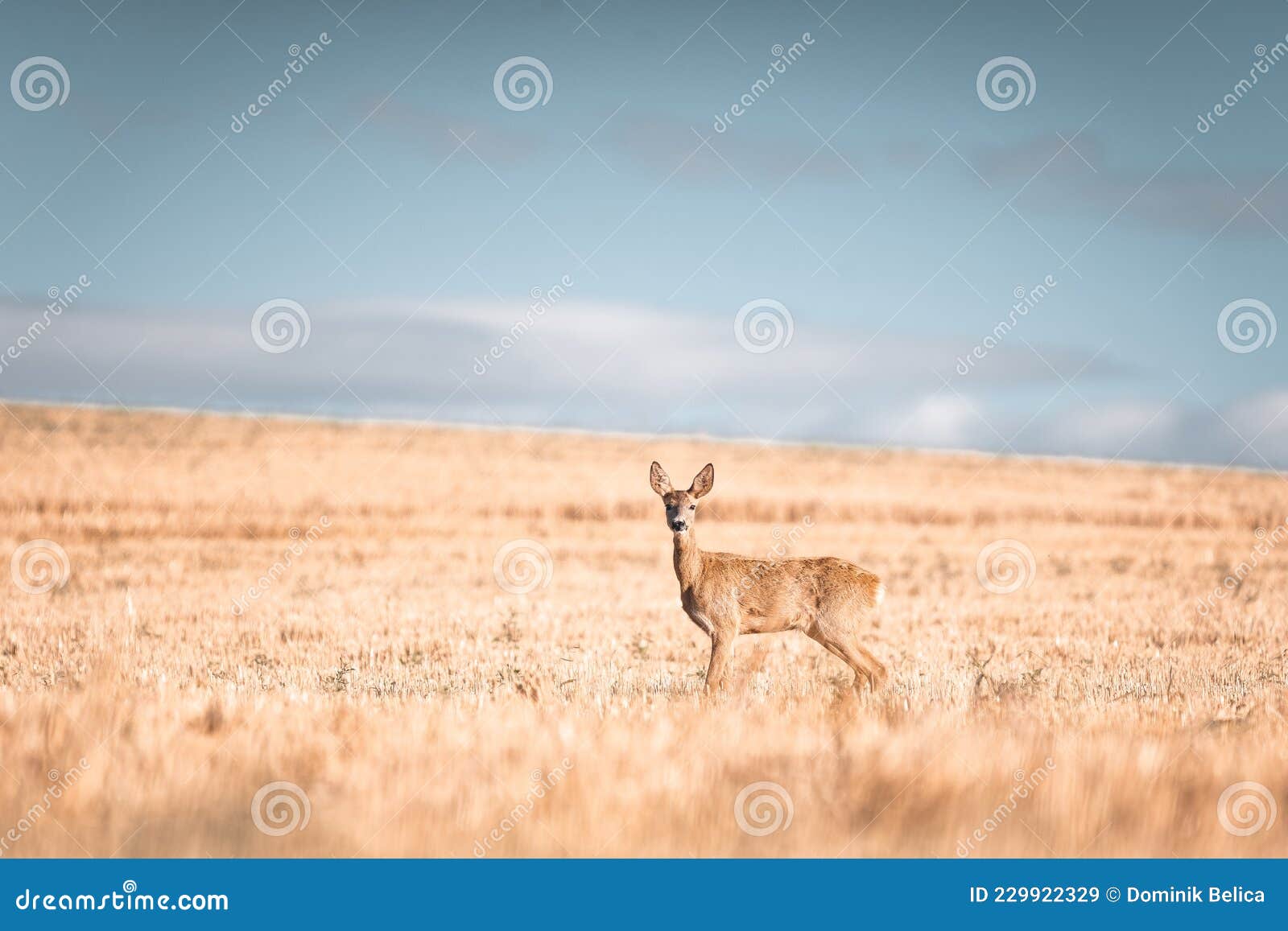 Roe deer, capreolus capreolus female during rut in warm sunny days in the grain,wild nature in Slovakia, useful for magazines,articles