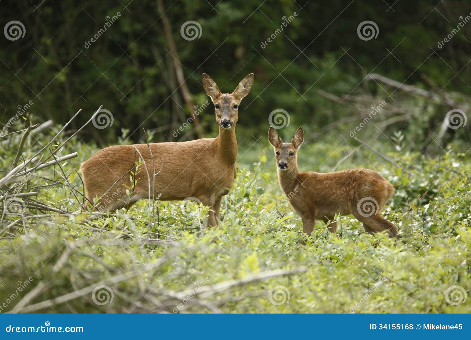 roe deer, capreolus capreolus