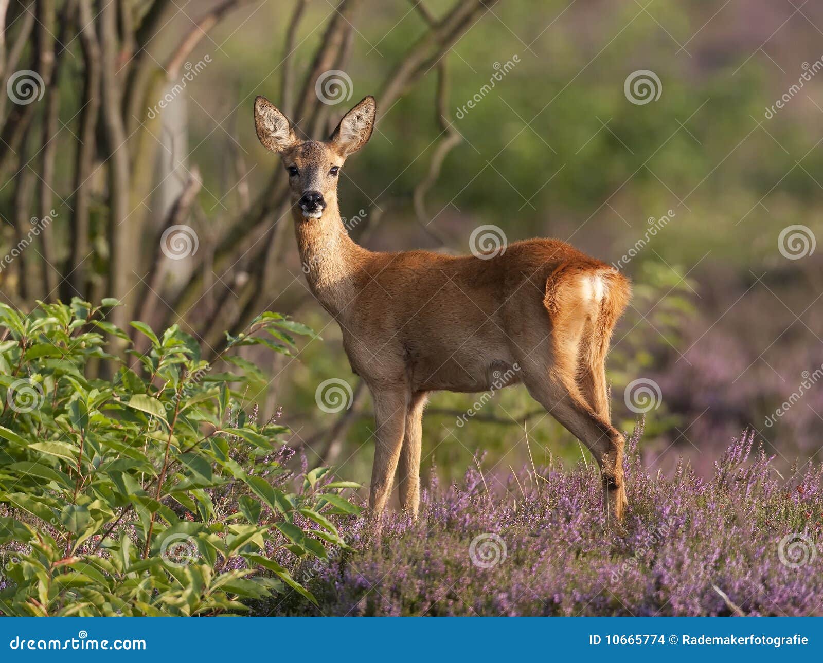 roe deer doe