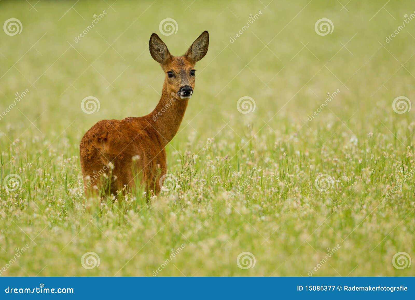 Roe deer doe in buckwheat stock image. Image of field 15086377