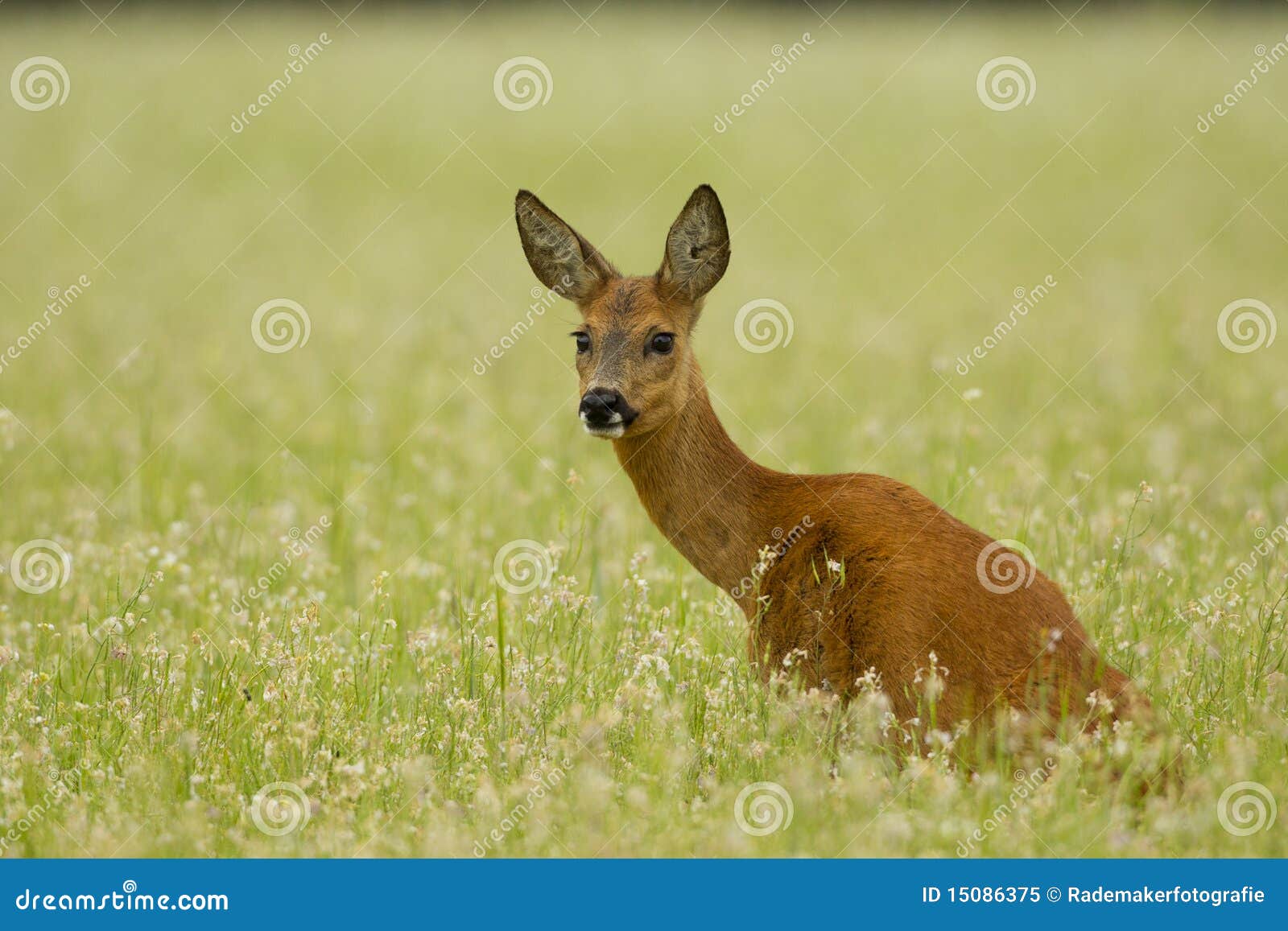 roe deer doe sitting in buckwheat