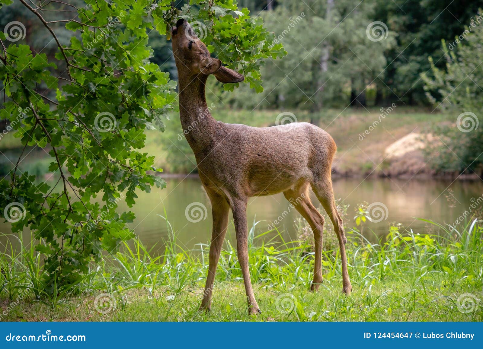 roe deer eating acorns from the tree, capreolus capreolus.