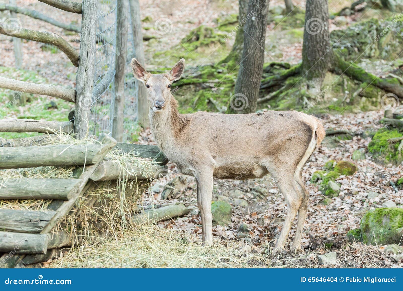 Roe deer eating hay stock photo. Image of fauna, reindeer 65646404