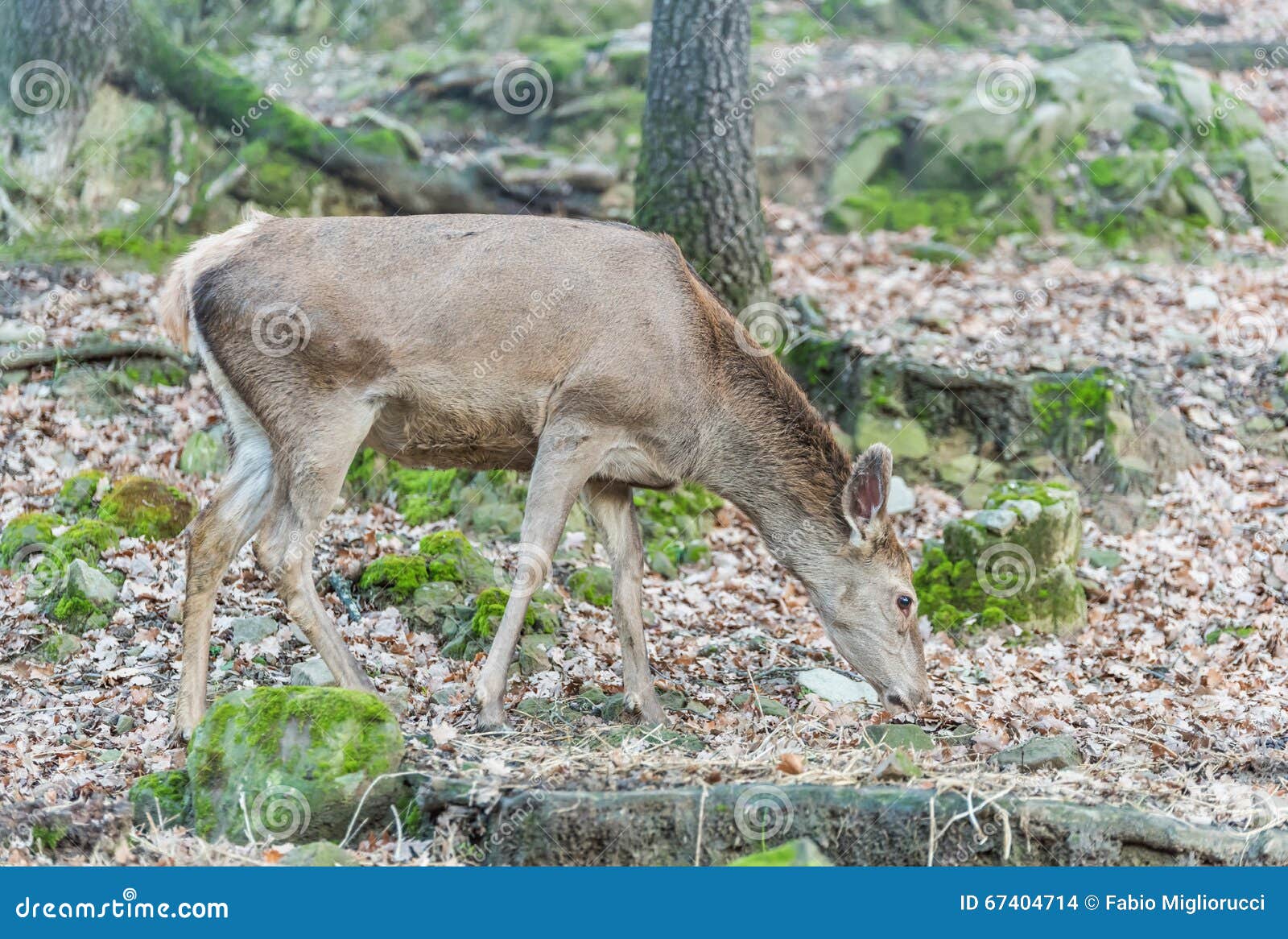 Roe deer eating hay stock photo. Image of manger, deer 67404714