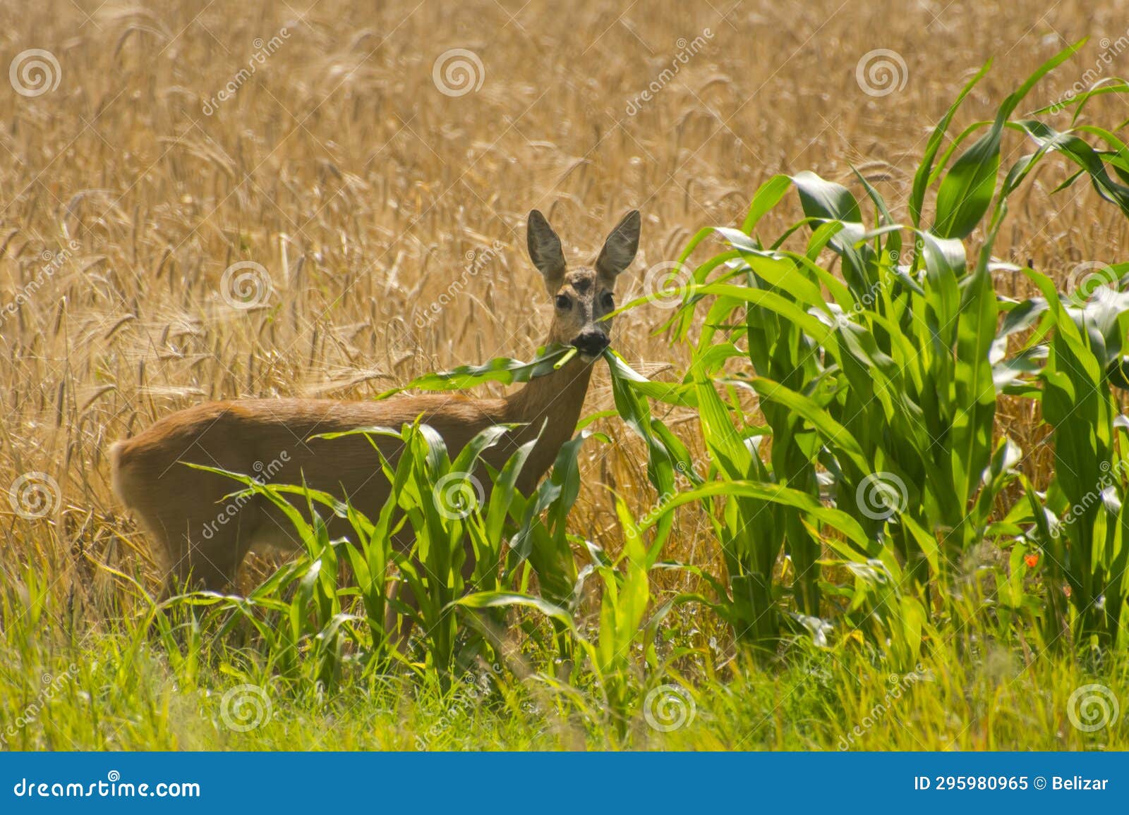 Roe Deer is Eating the Leaf of Corn Stock Image Image of wheat