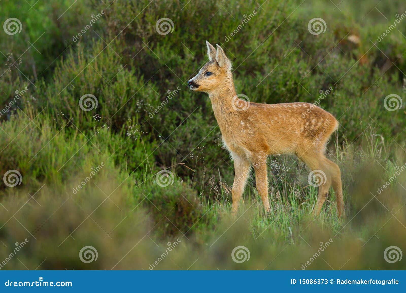 roe deer fawn