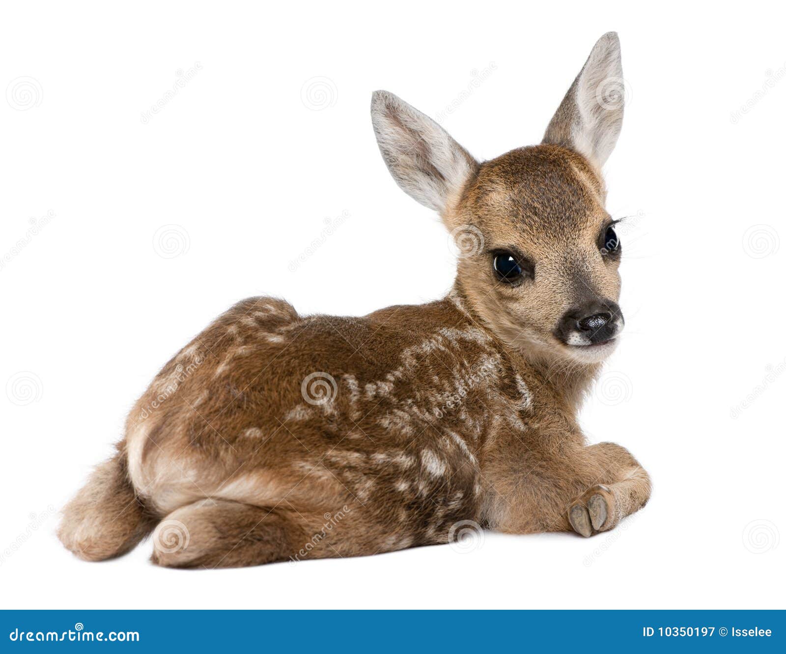 roe deer fawn - capreolus capreolus (15 days old)
