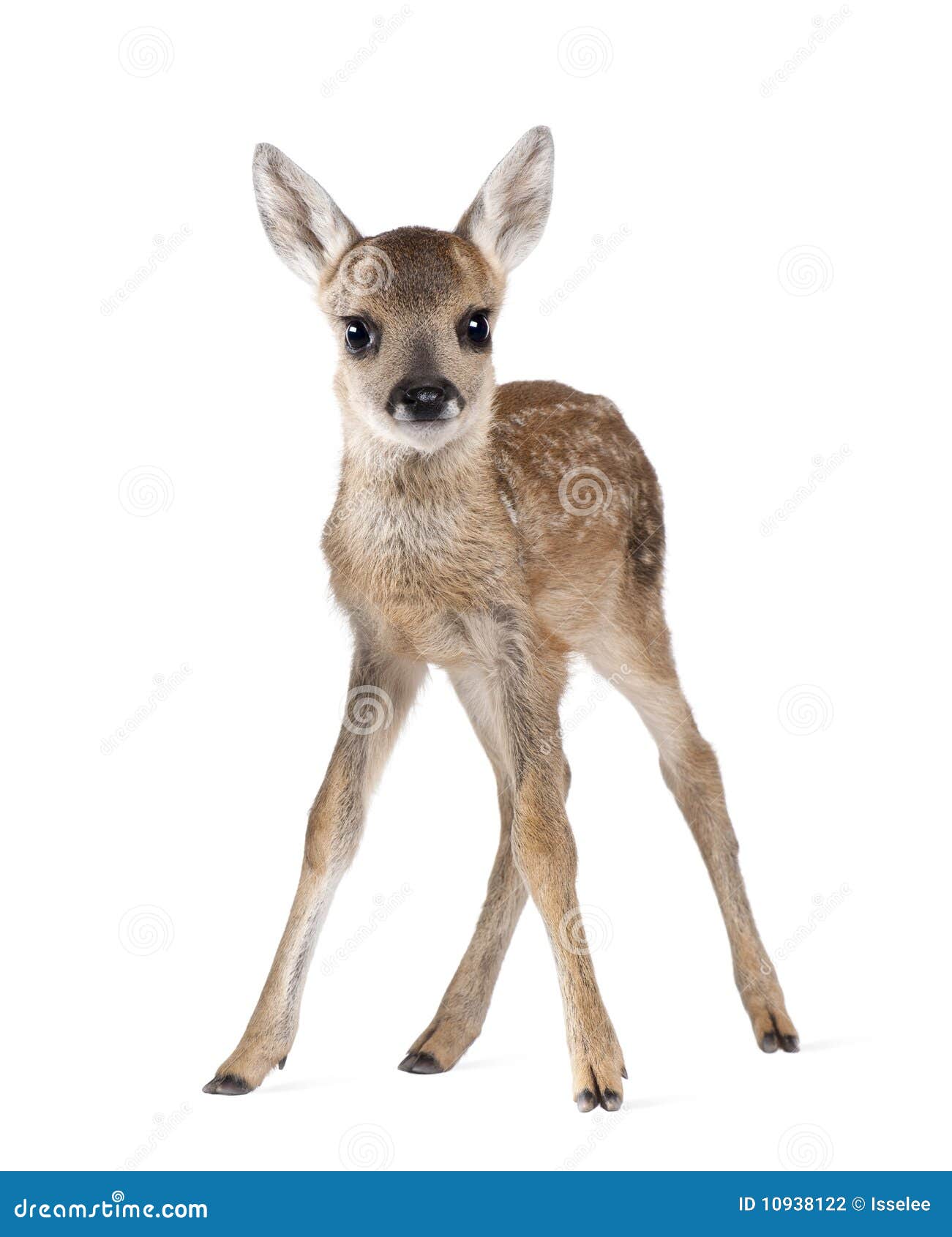 roe deer fawn in front of a white background