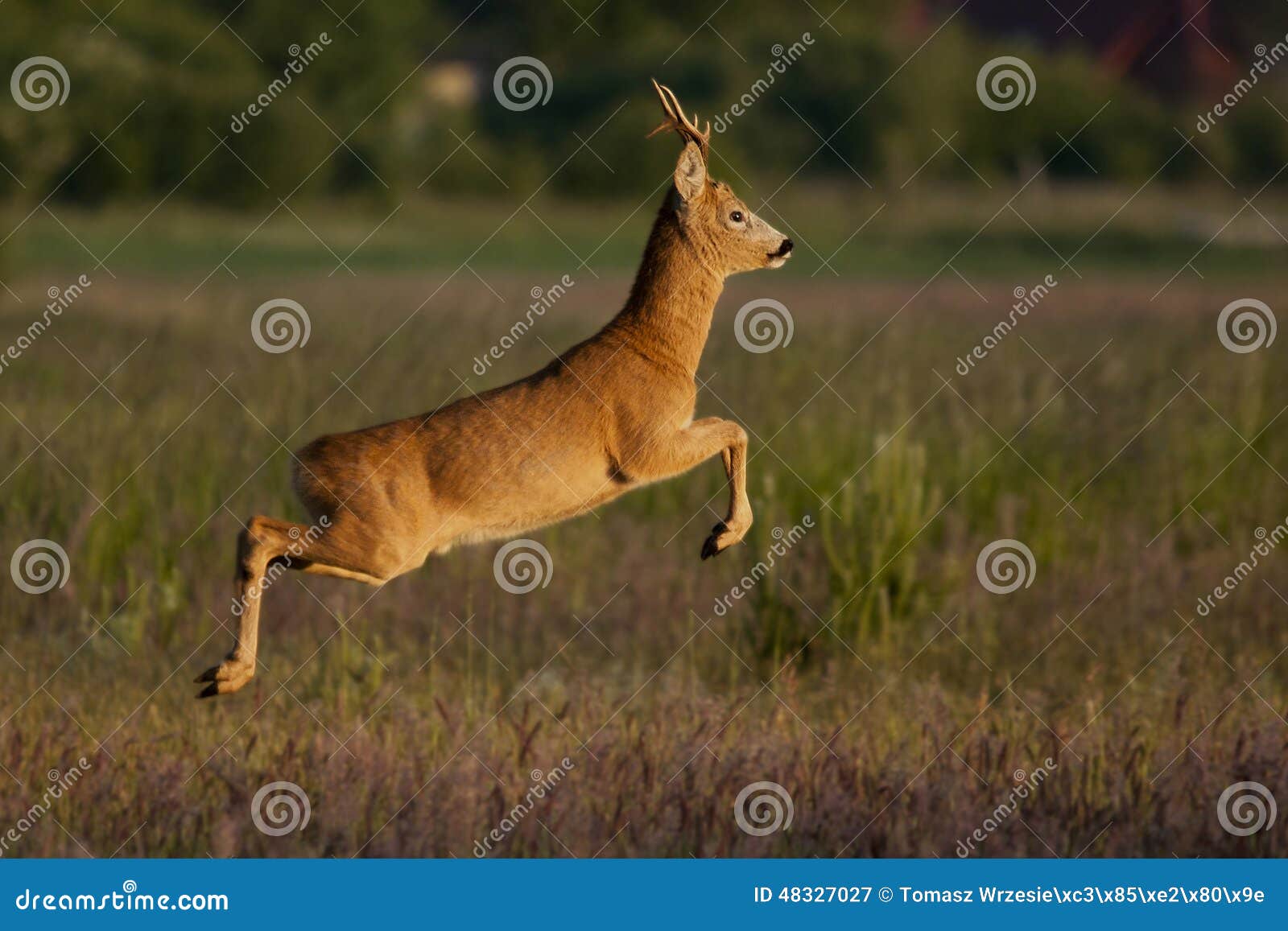 Roedeer stock image. Image of wilderness, jump, grass 48327027