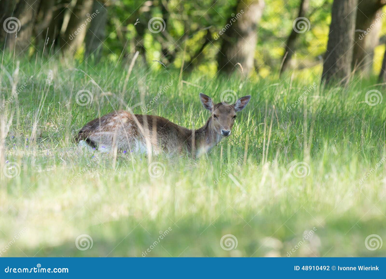 Roe deer laying in high grass. Roe deer in nature landscape laying in high grass