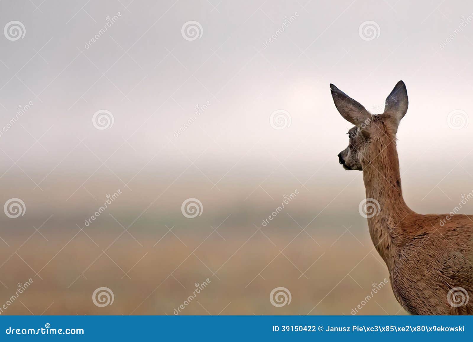 Roe-deer Looking at Something in the Distance Stock Photo - Image of mist,  wildlife: 39150422