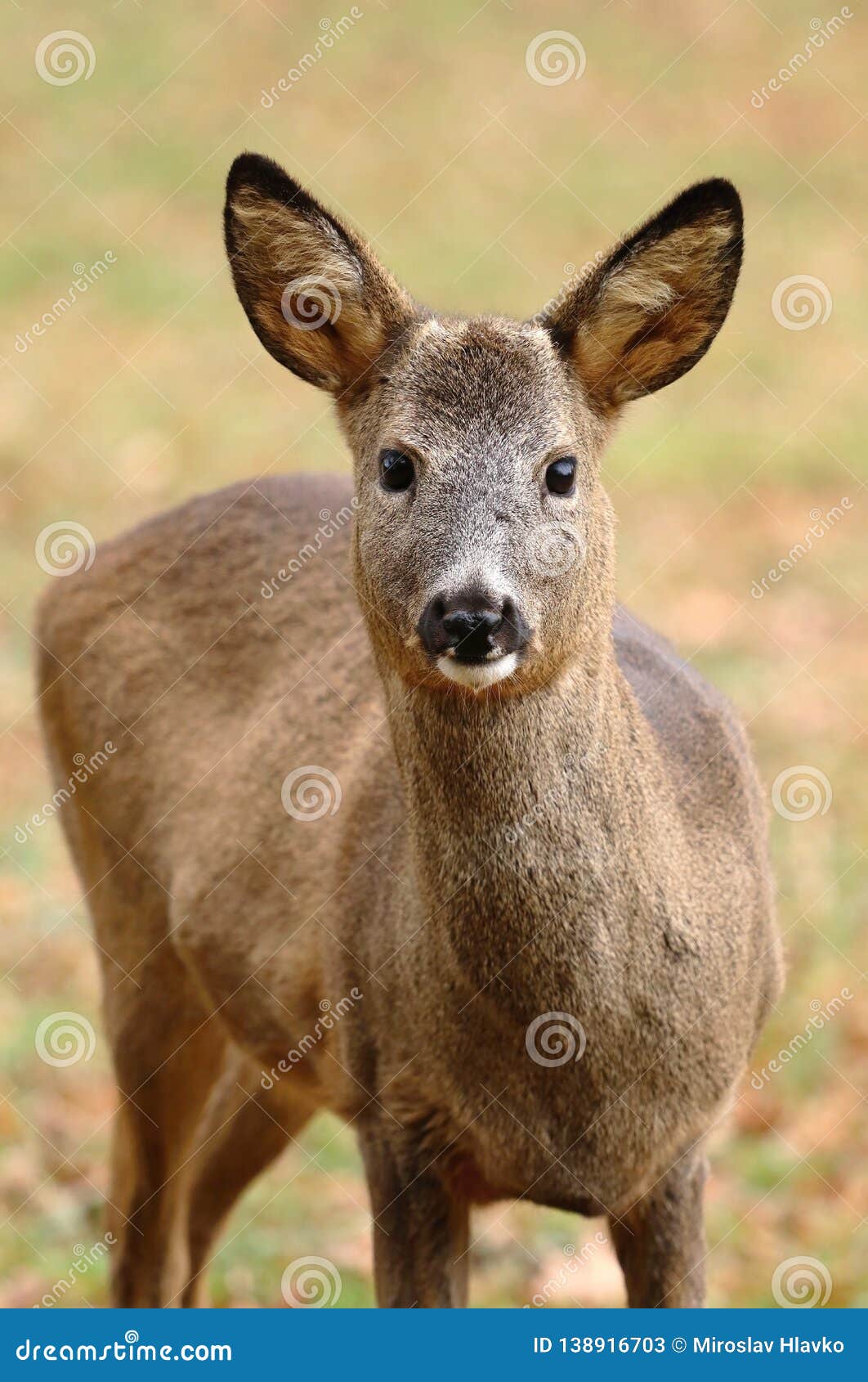 Roe Deer Male without Antlers Stock Image Image of game, snout 138916703